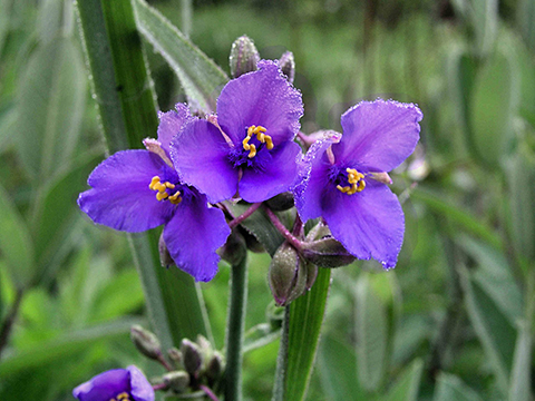 Tracescantia ohioensis